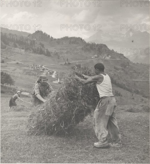 Haymaking in Torgnon