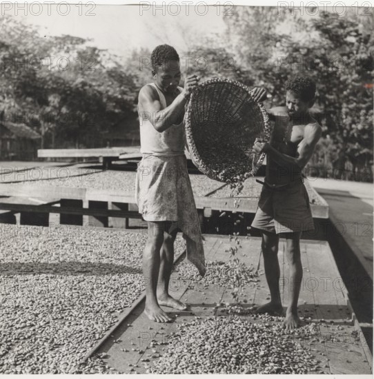 Drying of cocoa beans