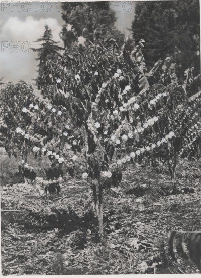Blooming coffee plant