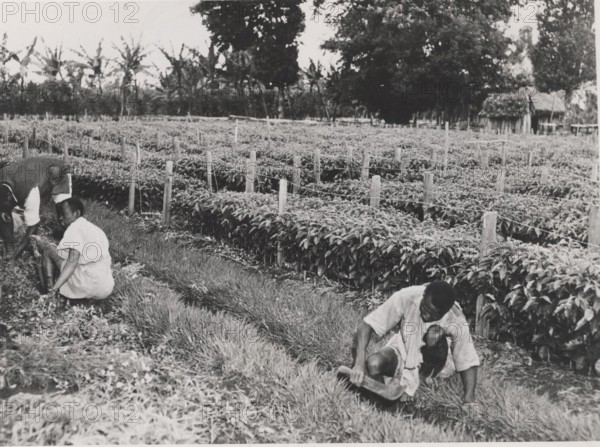 Coffee nursery with young trees for planting