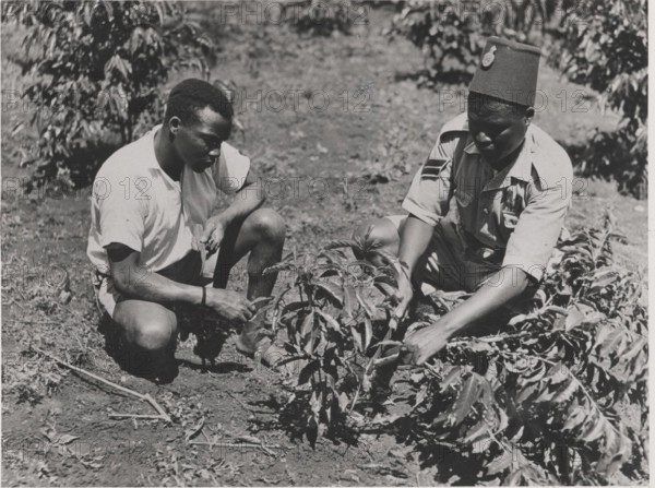 A coffee planter is shown how to prune by an Agricultural Department Instructor