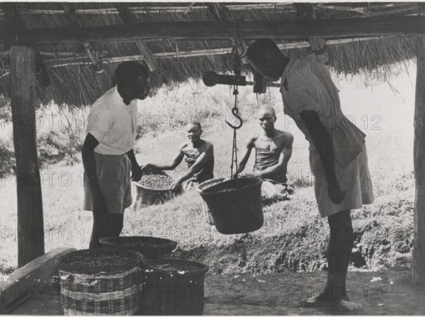 A coffee harvest is weighed at a local cooperative society's factory