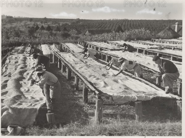 Drying of coffee beans