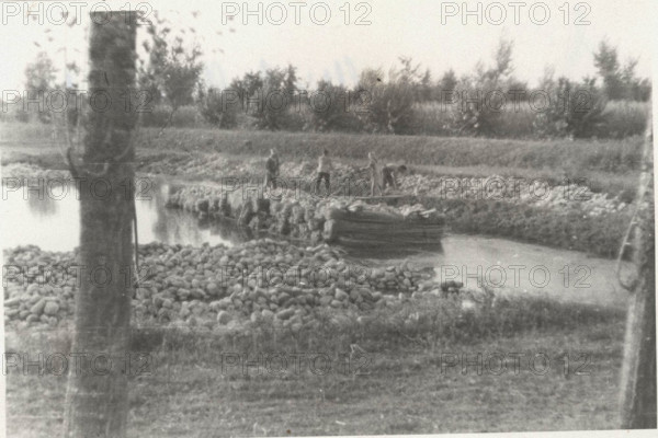 Hemp fiber sheaves left to macerate