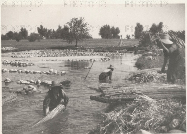 Hemp cultivation near Ferrara