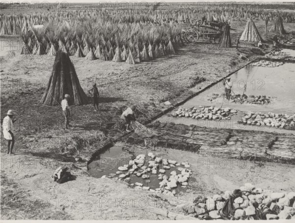 Hemp cultivation in Frattamaggiore