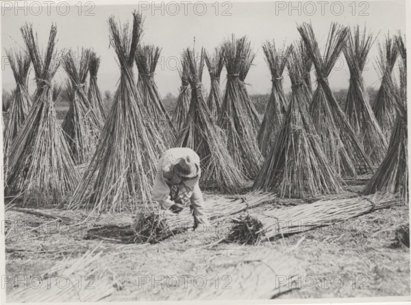 Hemp cultivation in Frattamaggiore