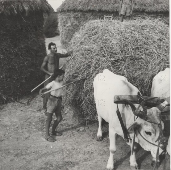 Loading hay and straw