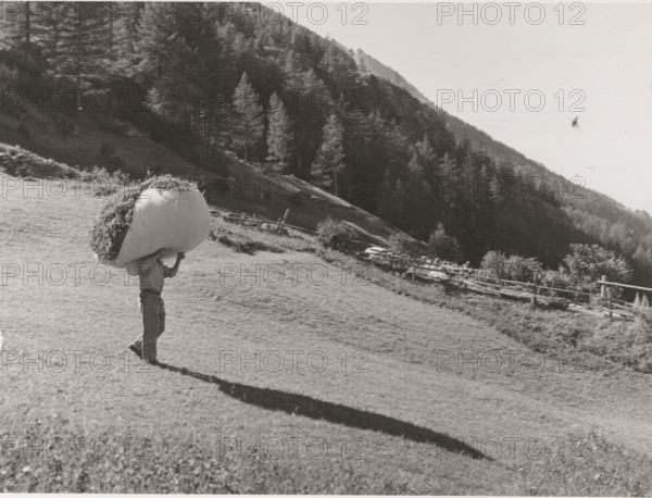 Hay transport in Cogne Valley