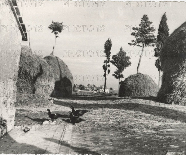 Cypresses used as stack pole of haystacks