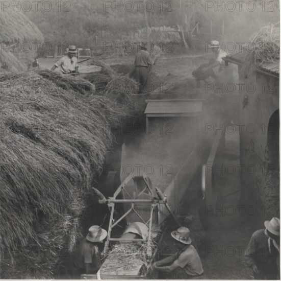 Harvesting in Mezzana