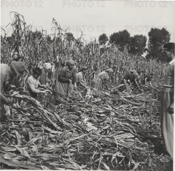 Maize harvest in Cremona