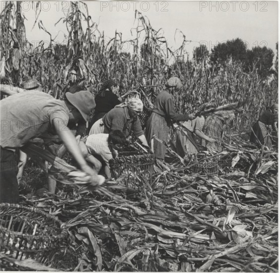 Maize harvest in Cremona