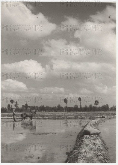 Preparing for the sowing of rice seeds in the countryside of Vercelli: the flattening of the field