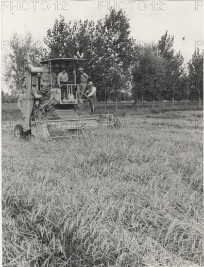 An harvester in the countryside near Vercelli