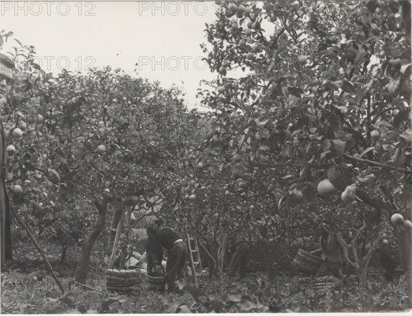 Bergamot harvest in the countryside of Reggio Calabria,