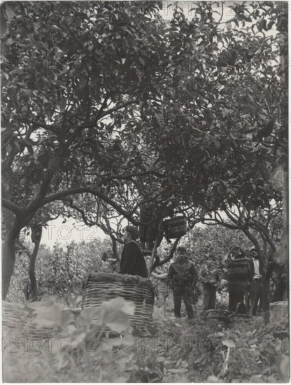 Bergamot harvest in the countryside of Reggio Calabria,