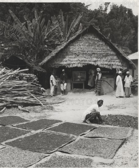 Cloves drying