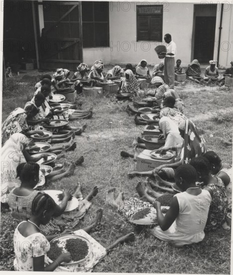 Handpicking cloves for export