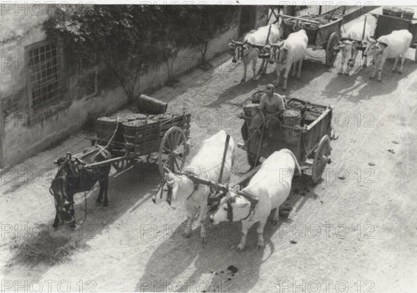 Boxes full of grapes carried to the village after the harvest