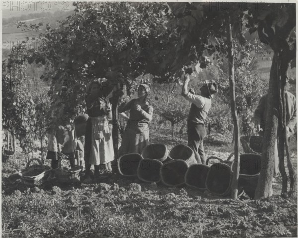 Grape harvest