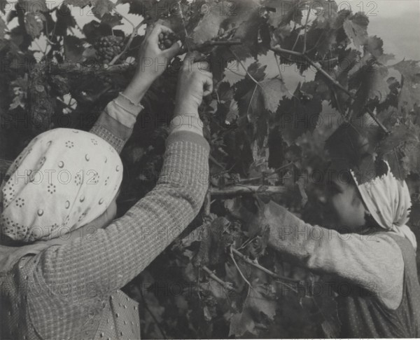 Grape harvest