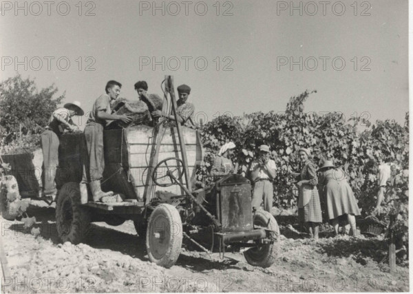 Grape harvest in Castelnuovo Don Bosco,