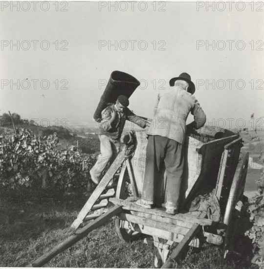 Grape harvest the grapes transferred into a wooden bin