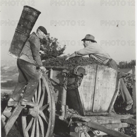 Grape harvest the grapes transferred into a wooden bin