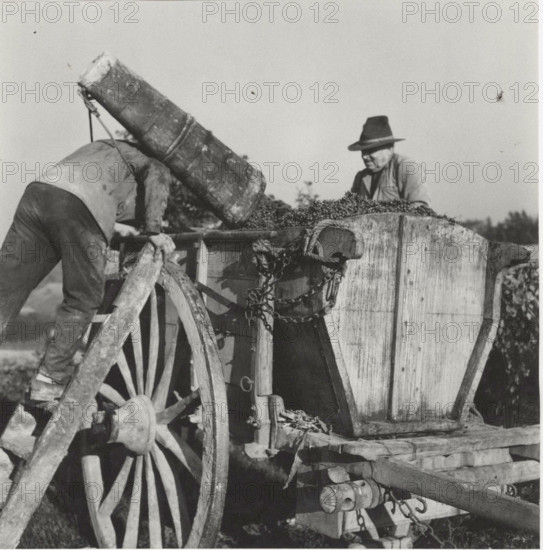 Grape harvest the grapes transferred into a wooden bin