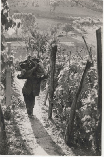 Grape harvest in the countryside of Asti