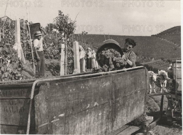 Grape harvest in Castagnole, Monferrato,