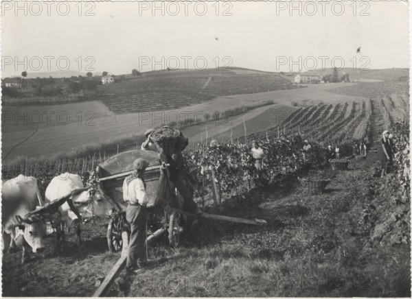 Grape harvest in Monferrato hills