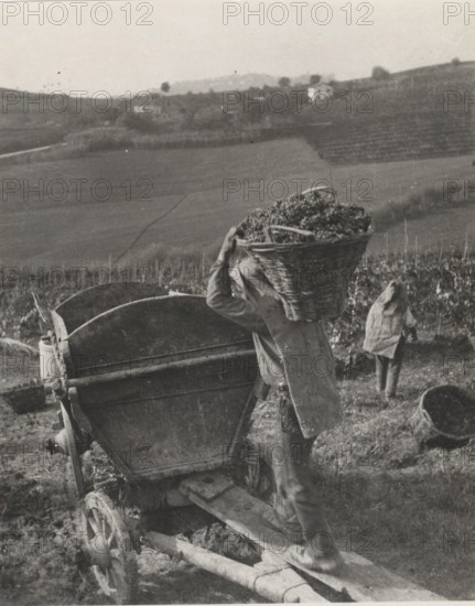 Grape harvest in Monferrato hills