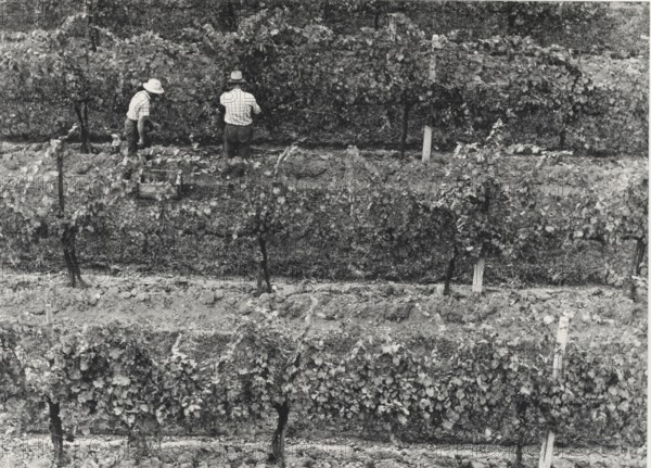 Grape harvest in a typical Valdobbiadene vineyard