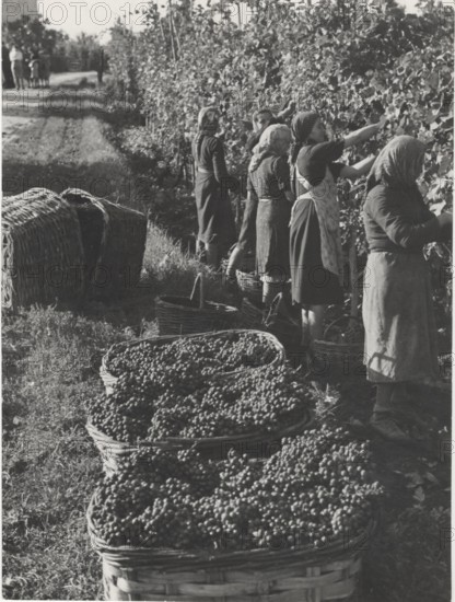 Grape harvest in Pavia