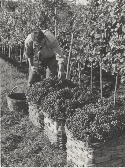 Grape harvest in Chianti