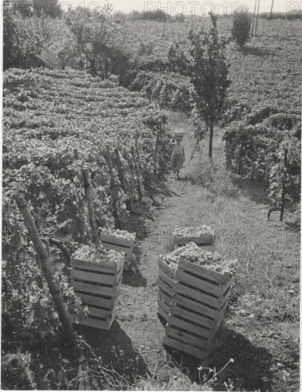 Grape harvest in Terracina