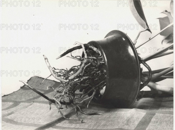 Hydroculture. A rhododendron's roots feeding on the nutrient solution the pot is filled with, thankls to the holes the pot is equipped with