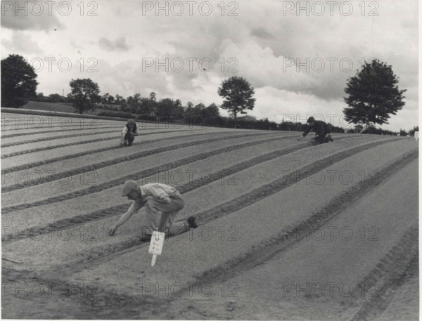 Pubble Nursery seedbeds are weeded by hand