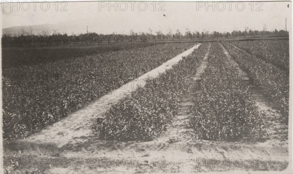 Eucalyptus trees cultivation