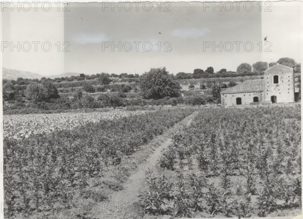 Citrus nursery. Acireale, Sicily, Italy.