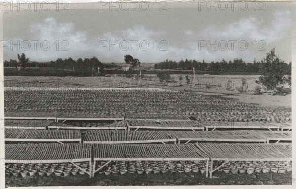 Eucalyptus trees nursery in Sicily