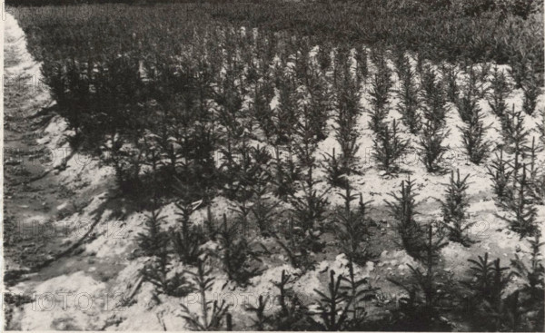 Abiens Picea Excelsa nursery