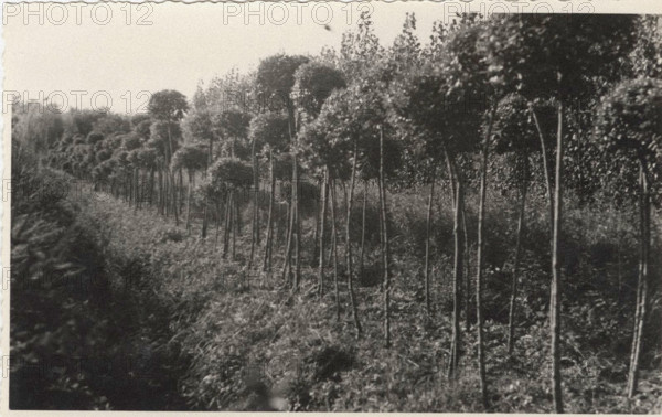 Ligustrum sinense nursery