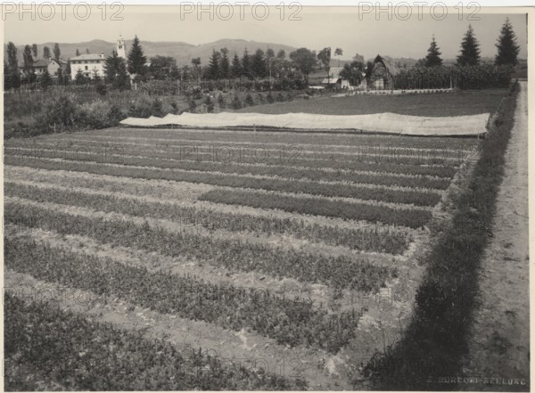 Celarda nursery. Feltre, Italy.