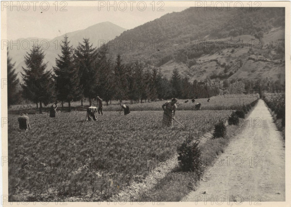 Celarda nursery. Feltre, Italy.