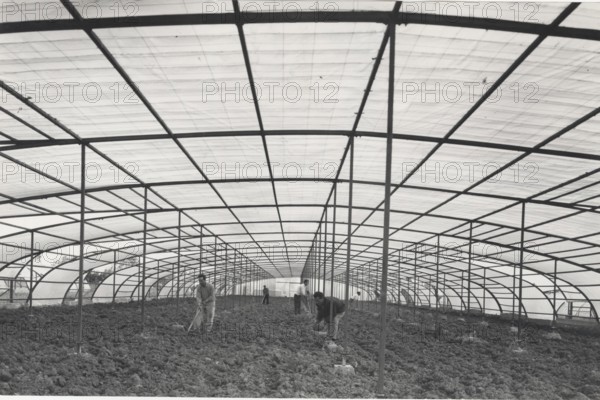 Greenhouse made with plastic materials