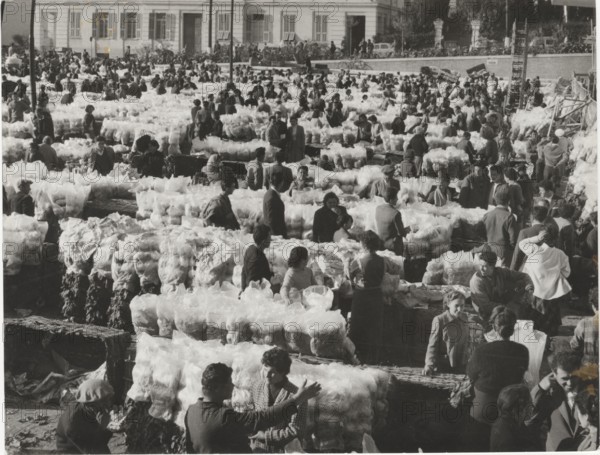 Flower market in Sanremo