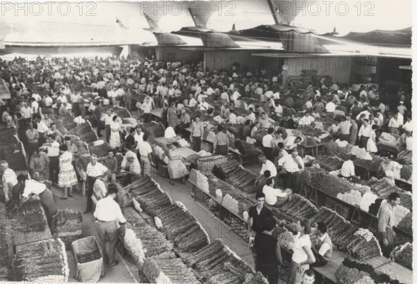 Flower market in Pescia